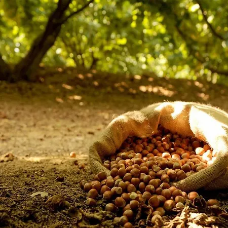 La Fuga 게스트하우스 Monticello d'Alba